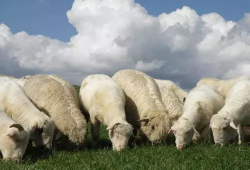 三只羊吃瓜爆料,揭秘娱乐圈最新爆料背后的真相